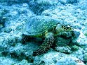 tortue a bec d'oiseau (Eretmochelys imbricata)